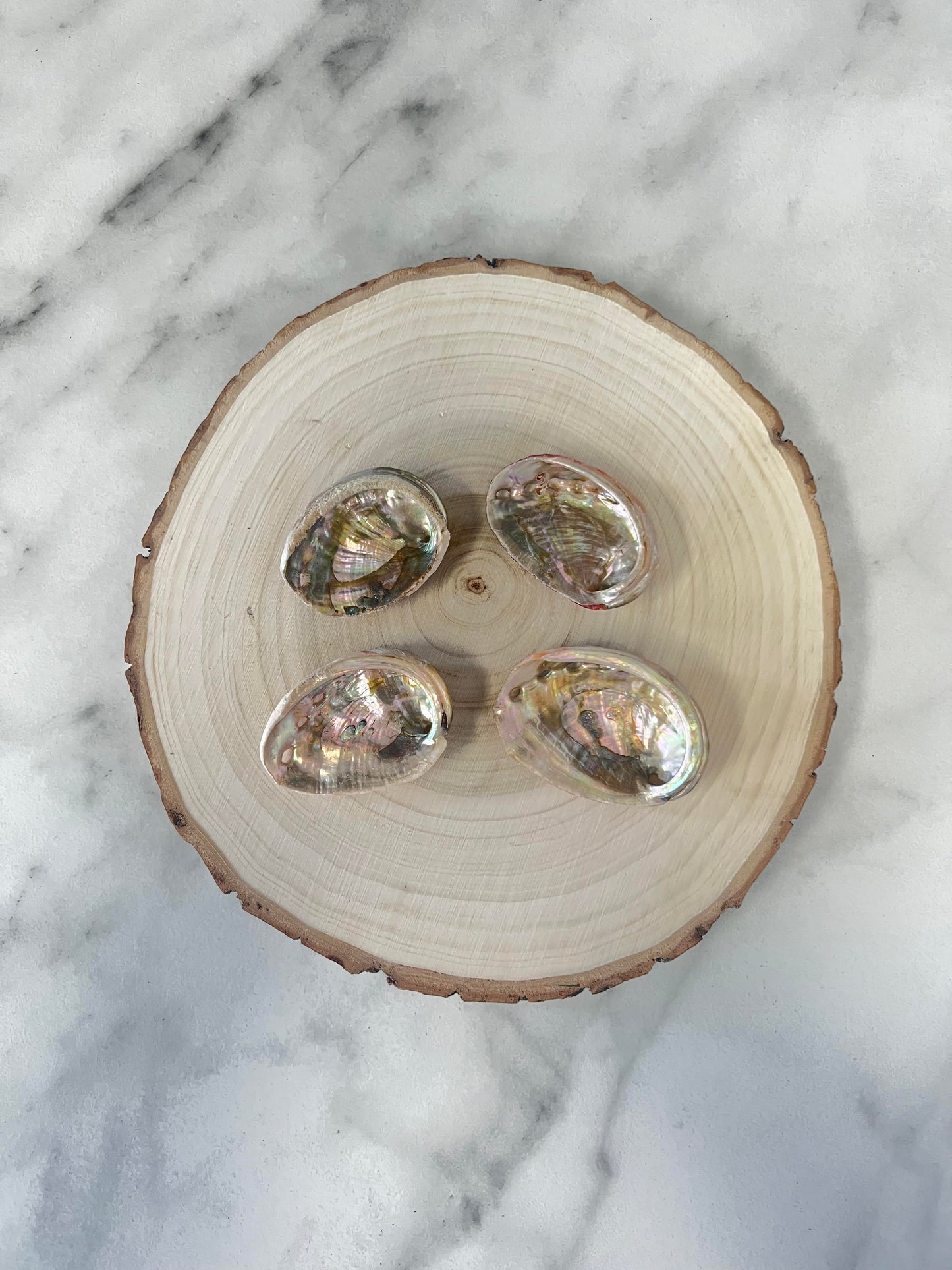 Small Abalone shell